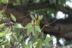 Dendrophthoe falcata